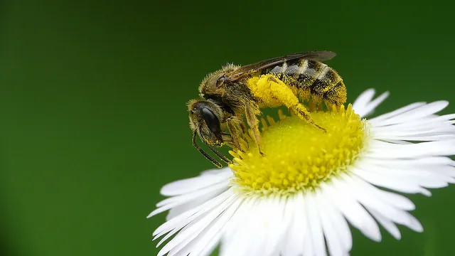 P1-BeewithPollen